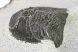 Bargain, Dechenella Trilobite - Scarce Species #286565-1